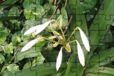 פאזל של flor8