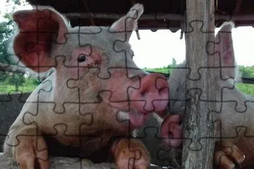 Mascotas del Rancho. Morcilla y Tocino jigsaw puzzle