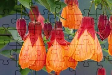 abutilon