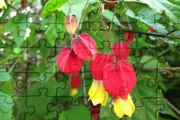 abutilon megapotamicum