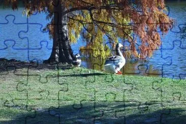 patos bonaerenses