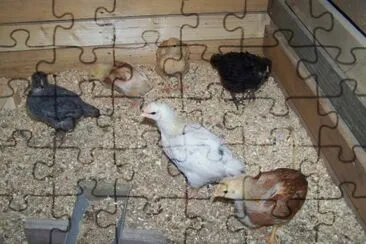 poussins ados