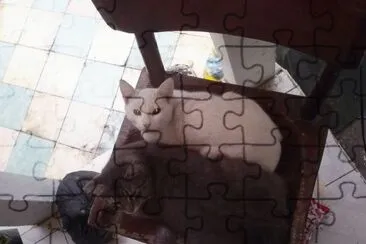 mininos jigsaw puzzle