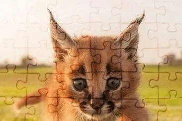 gato jigsaw puzzle