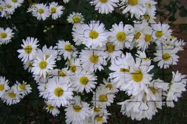 VÃ¡rias flores para homenagear a primavera