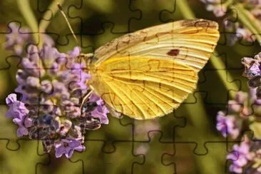 falter jigsaw puzzle