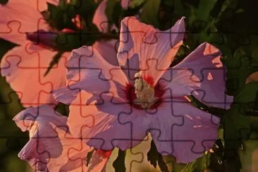 malve jigsaw puzzle