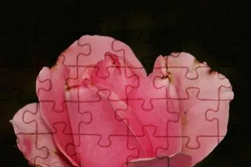 rose in the rain jigsaw puzzle