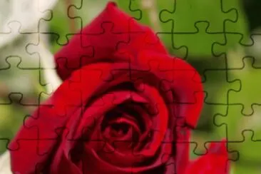 rose jigsaw puzzle