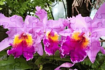 Orquideas jigsaw puzzle