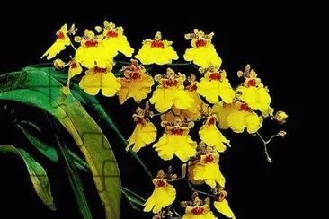 Orquideas jigsaw puzzle