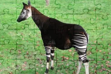 Okapi