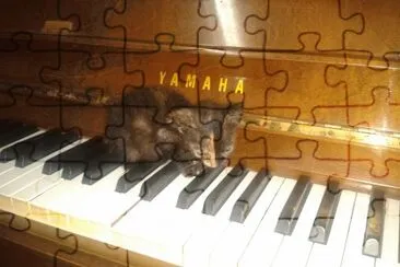 Cat and piano