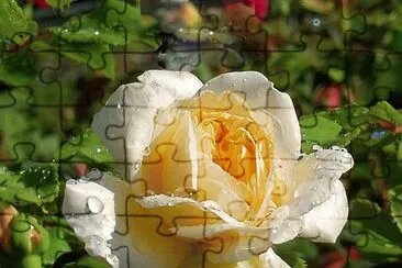 Rose jigsaw puzzle