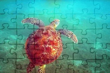 Tortue 002 Ã  Sohoa jigsaw puzzle