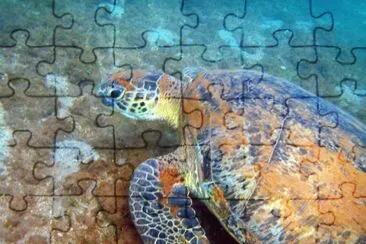 Tortue 004 Ã  Sohoa jigsaw puzzle