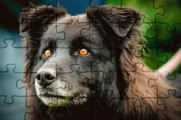 perro ojos bonitos jigsaw puzzle