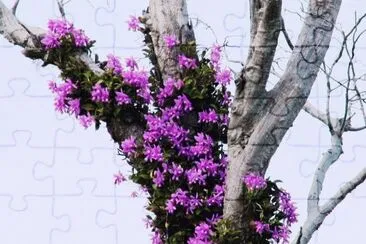 Orquideas5 jigsaw puzzle