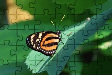 papillonrama jigsaw puzzle