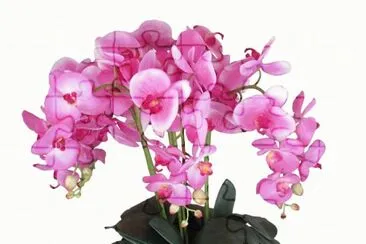 Orquideas6 jigsaw puzzle