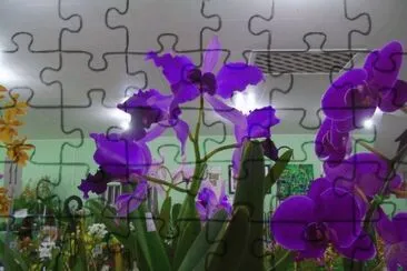 Orquideas5 jigsaw puzzle