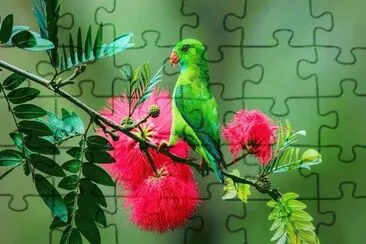 pajaro jigsaw puzzle