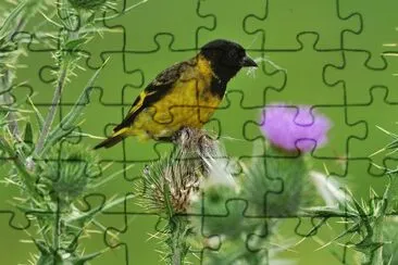 Pintasilgo jigsaw puzzle