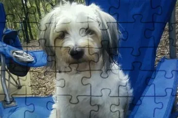 dog jigsaw puzzle