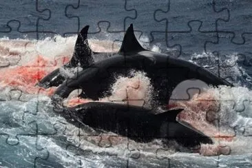 Orcas Cazando un Zifio