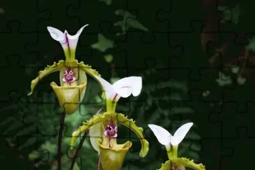 Orquideas7 jigsaw puzzle