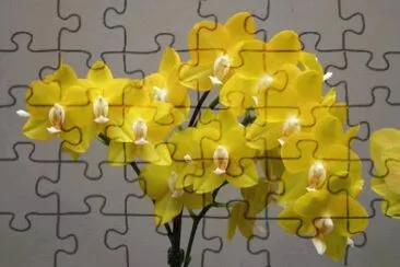 Orquideas8 jigsaw puzzle