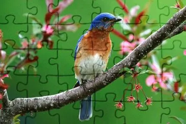 bird jigsaw puzzle