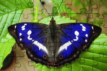 Borboleta jigsaw puzzle