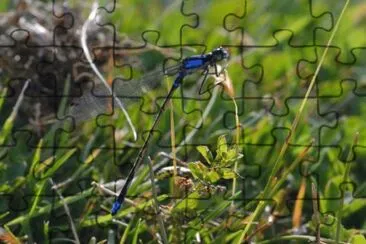 LibÃ©lula azul, JunÃ­n de los Andes, Argentina jigsaw puzzle