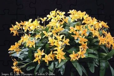 Orquideas9 jigsaw puzzle