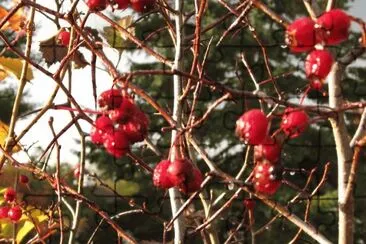 פאזל של Berries on the bush