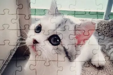 gatito jigsaw puzzle