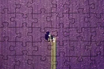 Campos de Lavanda en Valensole, Provenza, Francia, jigsaw puzzle