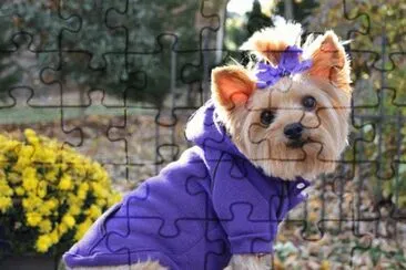 Cute Dog in Winter Hoodie jigsaw puzzle