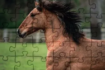 Spanish Mustang Cimarron - Ani Trone jigsaw puzzle