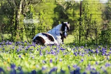 פאזל של Shetland Pony mare, Cabaret - Olivia Friesen