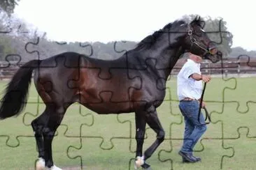 Gone Astray | 2006 Thoroughbred Stallion jigsaw puzzle