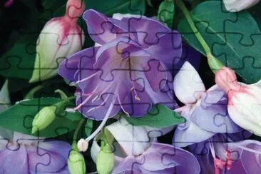 Lovely Purple Fuchsias jigsaw puzzle