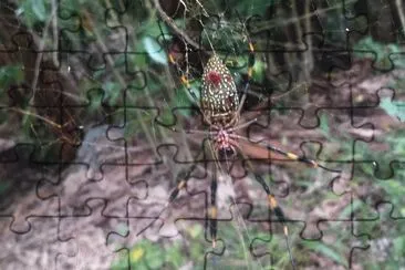 ARAÃ‘A