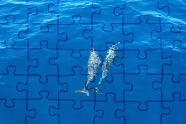 Dolphins in the water, Santa Catalina jigsaw puzzle