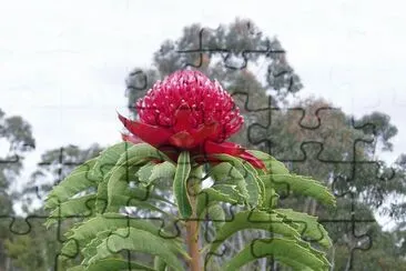 פאזל של Waratah, Australia