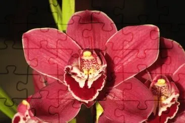 Dark orchid, Australia jigsaw puzzle