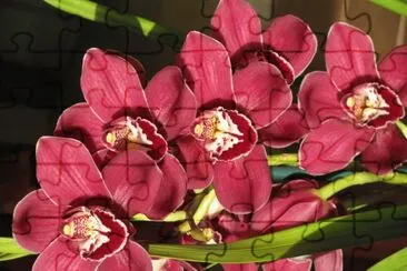 Dark orchids, Australia jigsaw puzzle