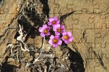 Pink flowers in the rock, South Africa