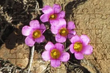 פאזל של Pink flowers in the rock close-up, South Africa